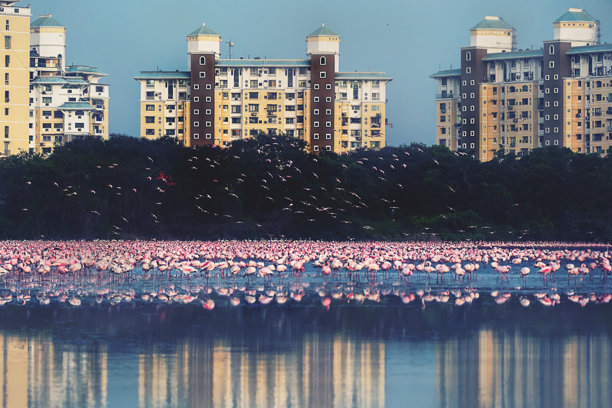 Highly Commended, Mangroves and Threats Category