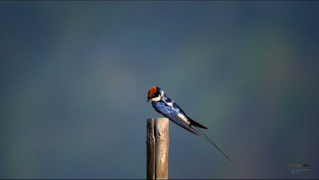 Swallow preens