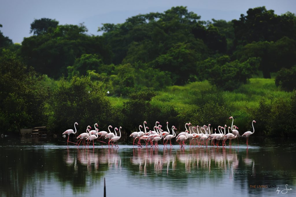 One August day - Greater Flamingos