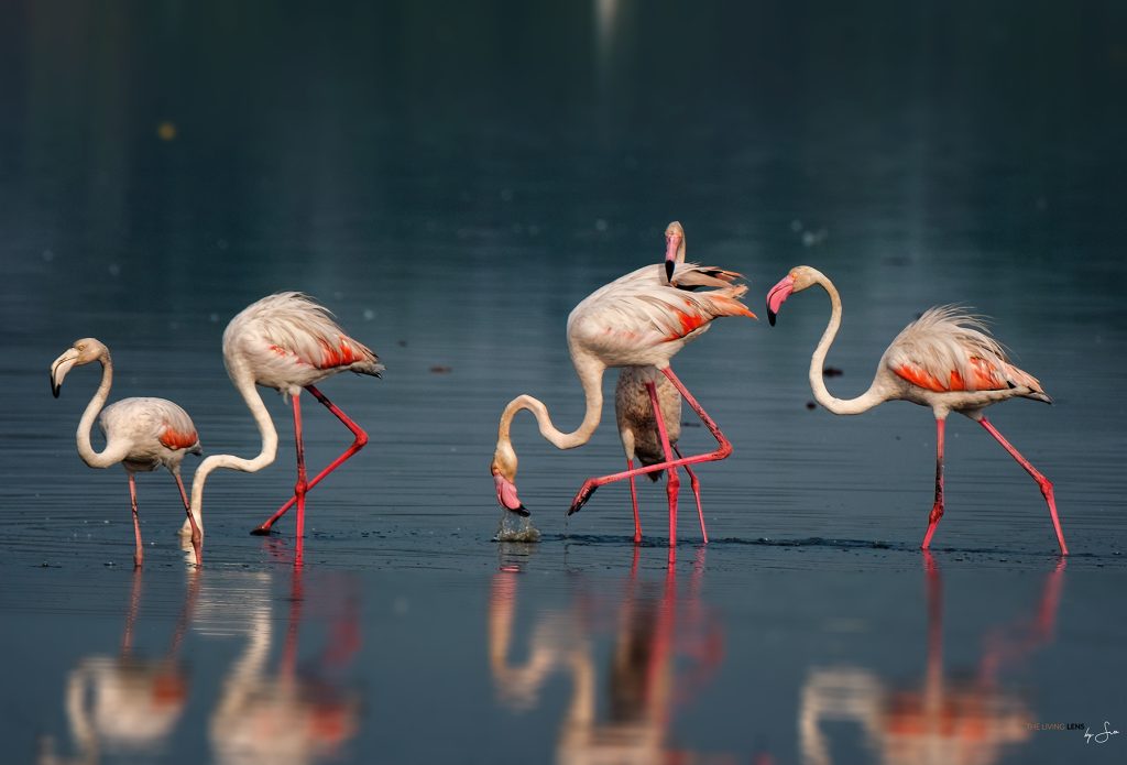 Flamiingo Family -Surprise look