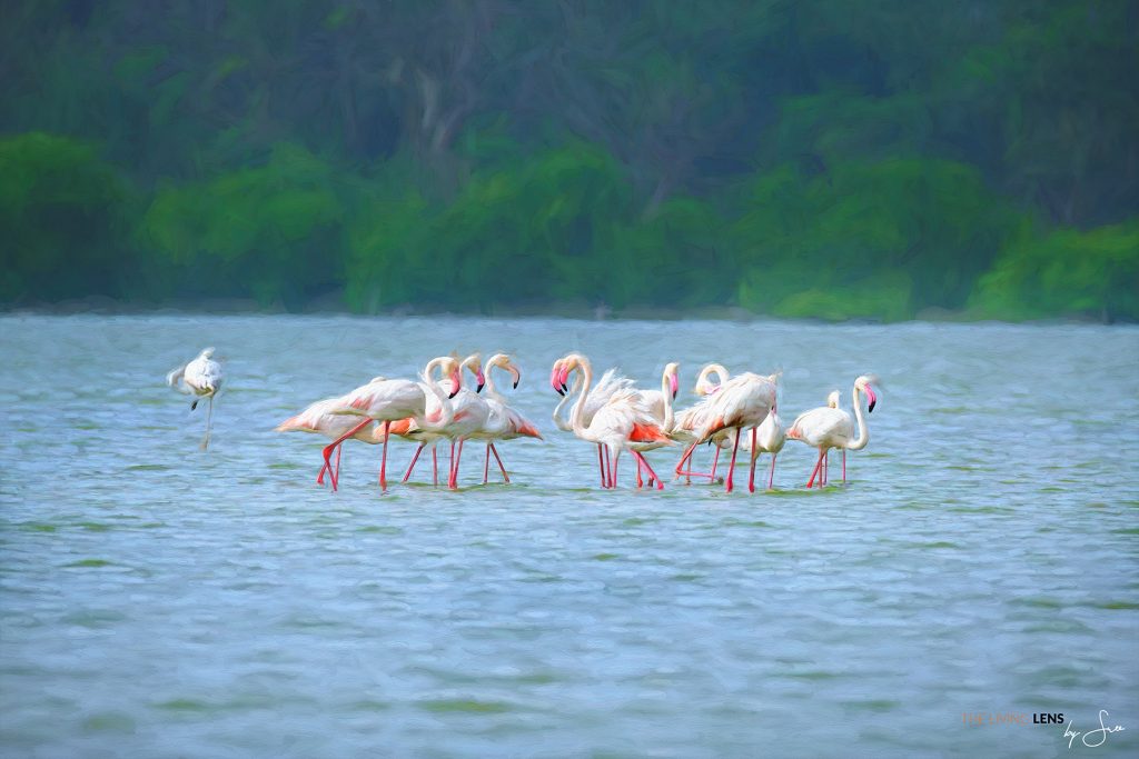 During a dust storm Greater flamingos