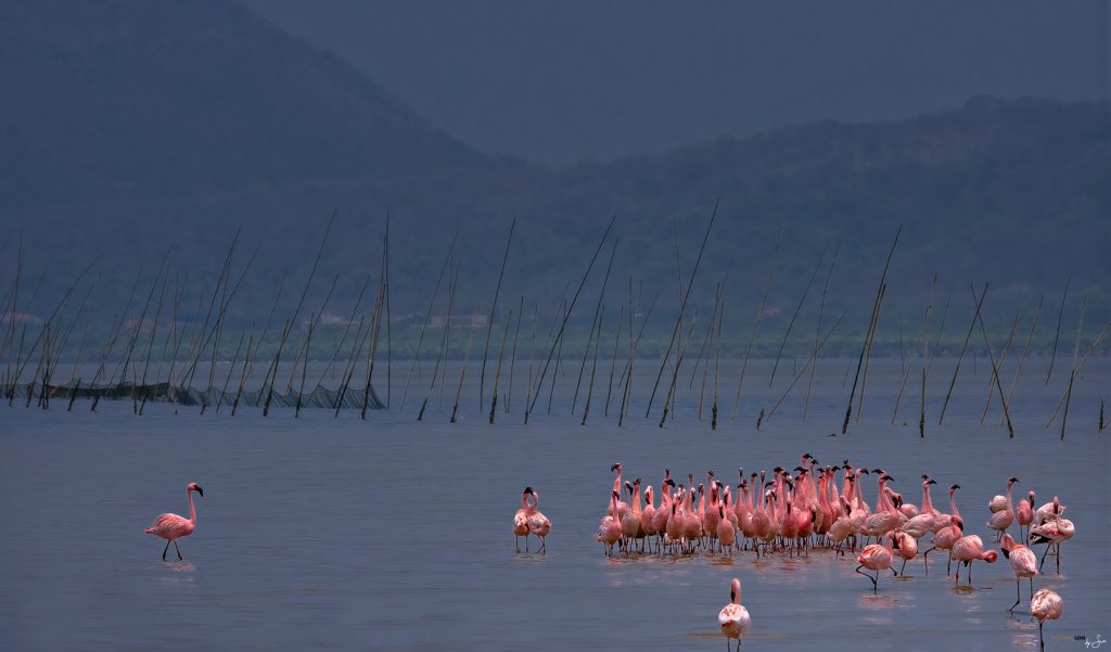 Monsoon pink at Karave coast