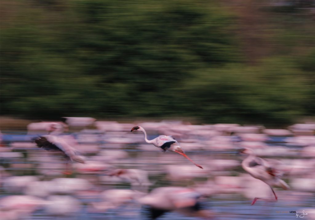 Flamingos land into the lake at high tide