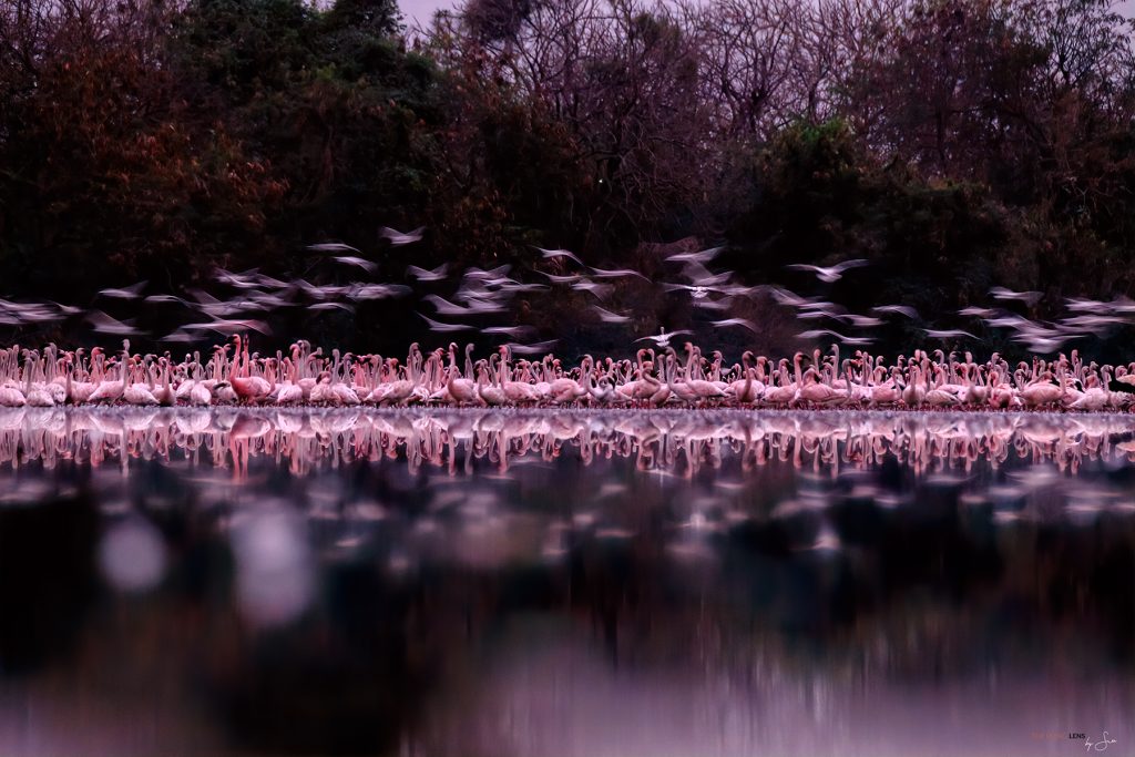 Twilight hour Flamingos taking off