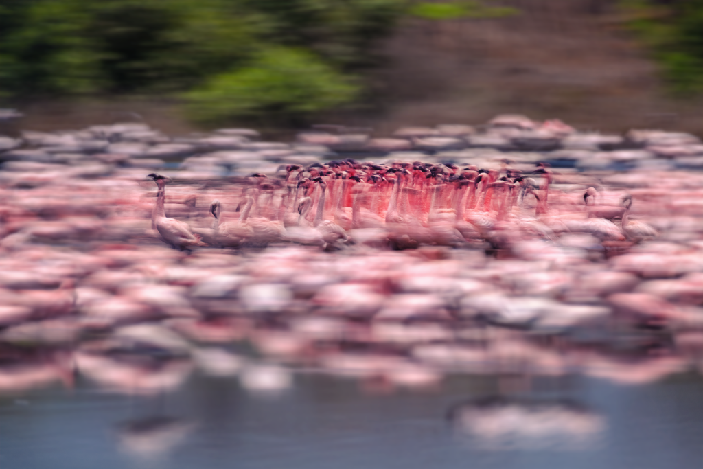 Flamboyance of the lesser flamingos