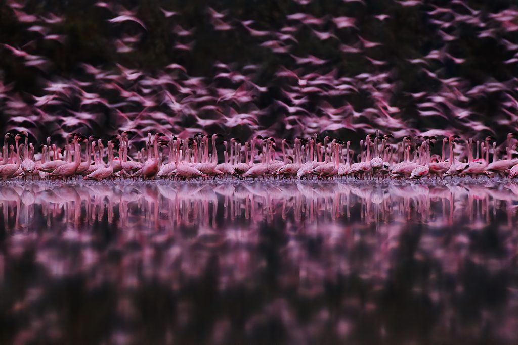 thousands flying off before low tide