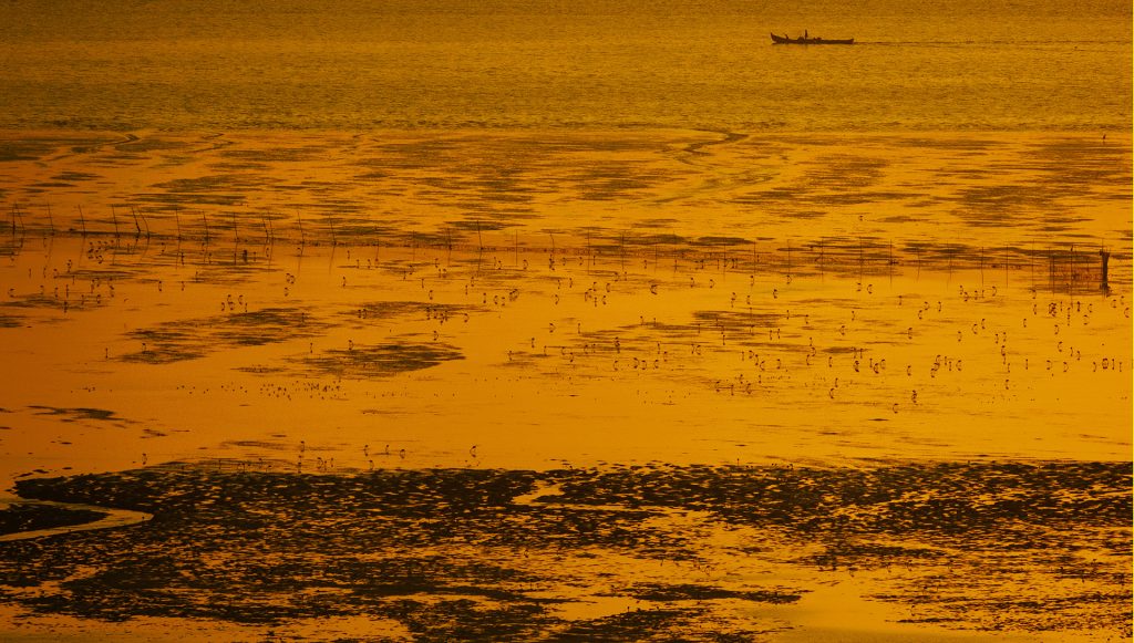 Low tide at Karave coast with Flamingos