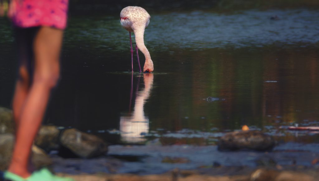 Unperturbed - the lonely flamingo