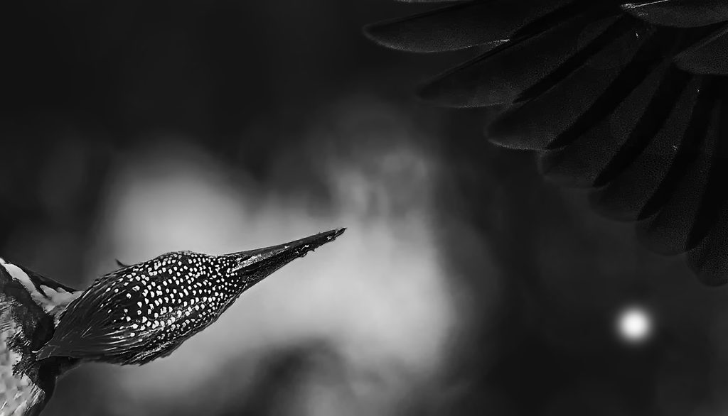 Woodpecker fights of the Drone