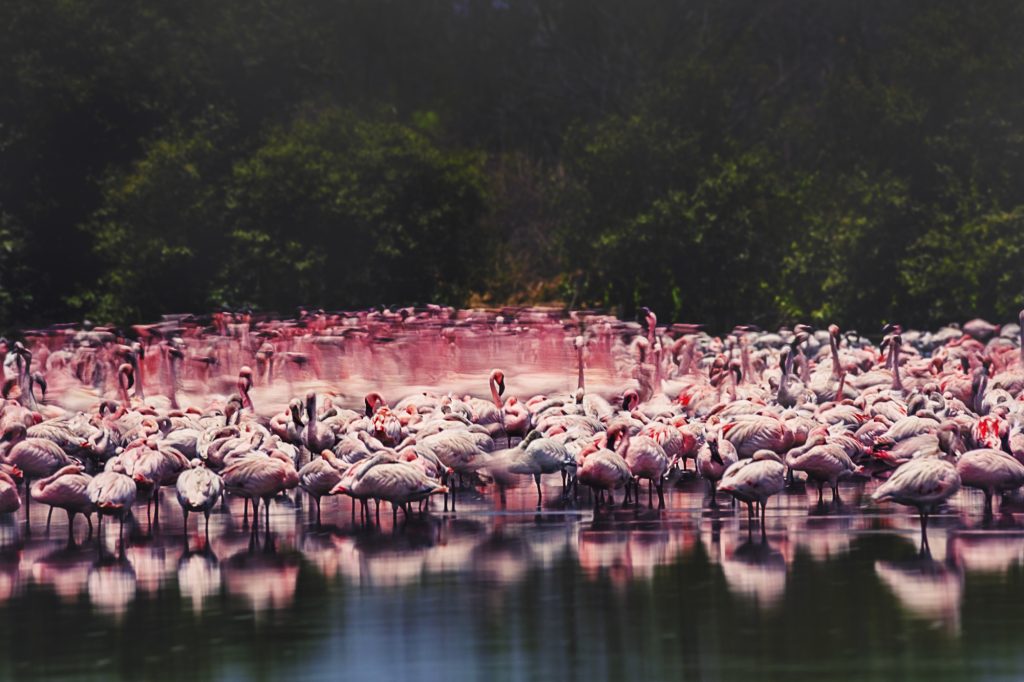 Courtship in session